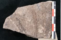 Foto (Detailansicht) von Dryandra comptoniaefolia Ettingshausen (NHMW-GEO-2024-0188-10181)